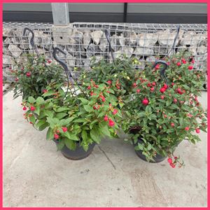 Bild von Hp25 Fuchsia Divers kleuren